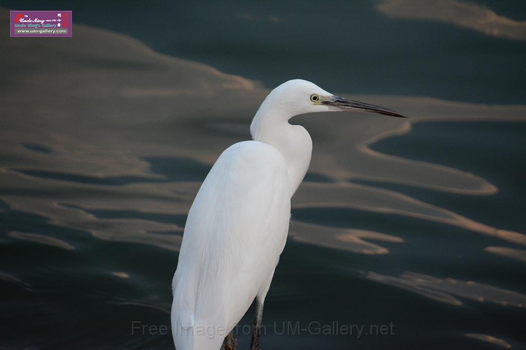 2019birdl-DSC_2239.JPG