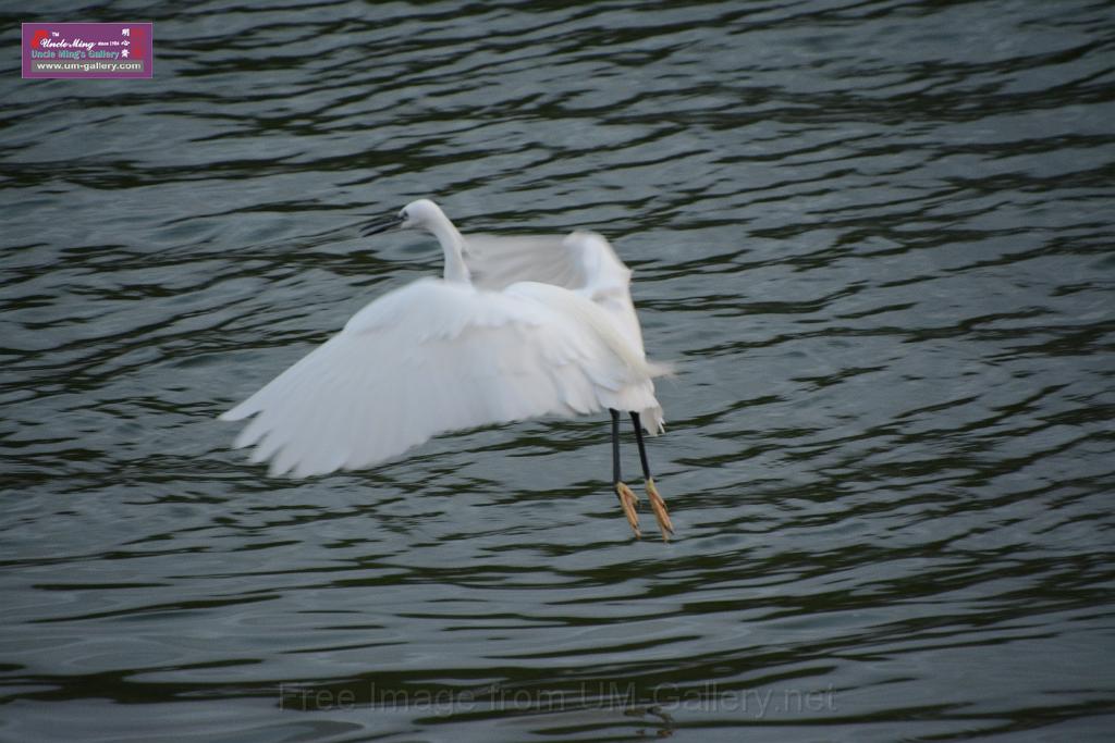2019birdl-DSC_2240.JPG