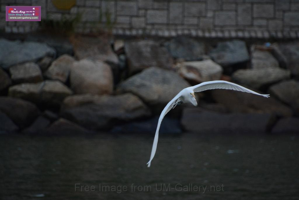 2019birdl-DSC_2251.JPG