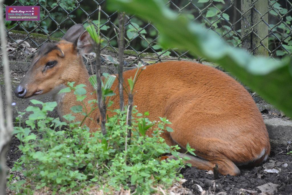 2019331sm-kadoorie-farmDSC_3661.JPG