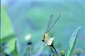 82yuenlong_dragonfly