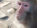 090112_monkey_P1020023