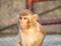 090112_monkey_P1020055