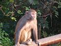 090112_monkey_P1020058