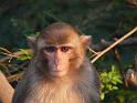 090112_monkey_P1020069