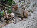 090112_monkey_P1020076