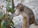 090112_monkey_P1020077