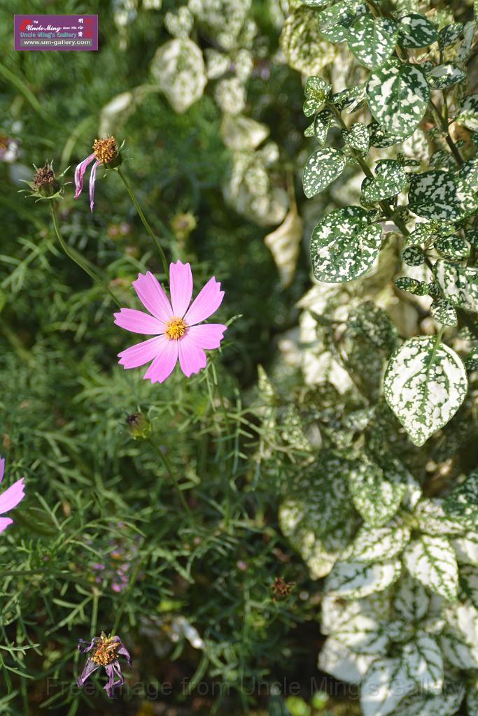 20150328sm-floral-exhibition_DSC_1793.JPG