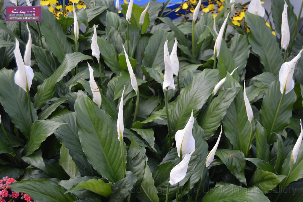 20150328sm-floral-exhibition_DSC_1976.JPG