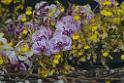 20150328sm-floral-exhibition_DSC_1778