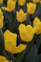 20150328sm-floral-exhibition_DSC_2039