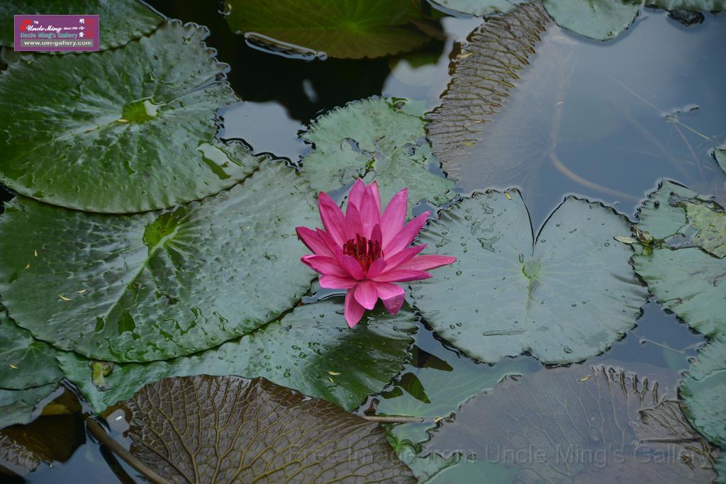 20180618lotus-hunghu_DSC_1538.JPG