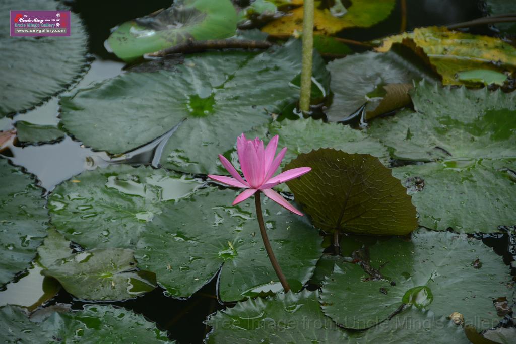 20180618lotus-hunghu_DSC_1539.JPG