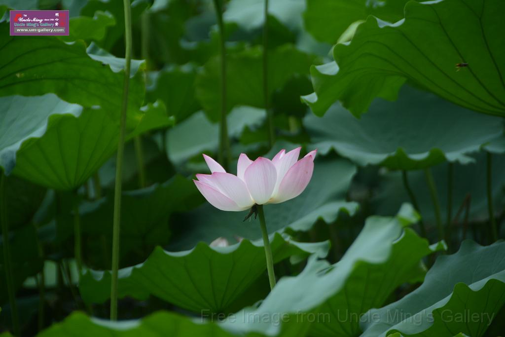 20180618lotus-hunghu_DSC_1541.JPG