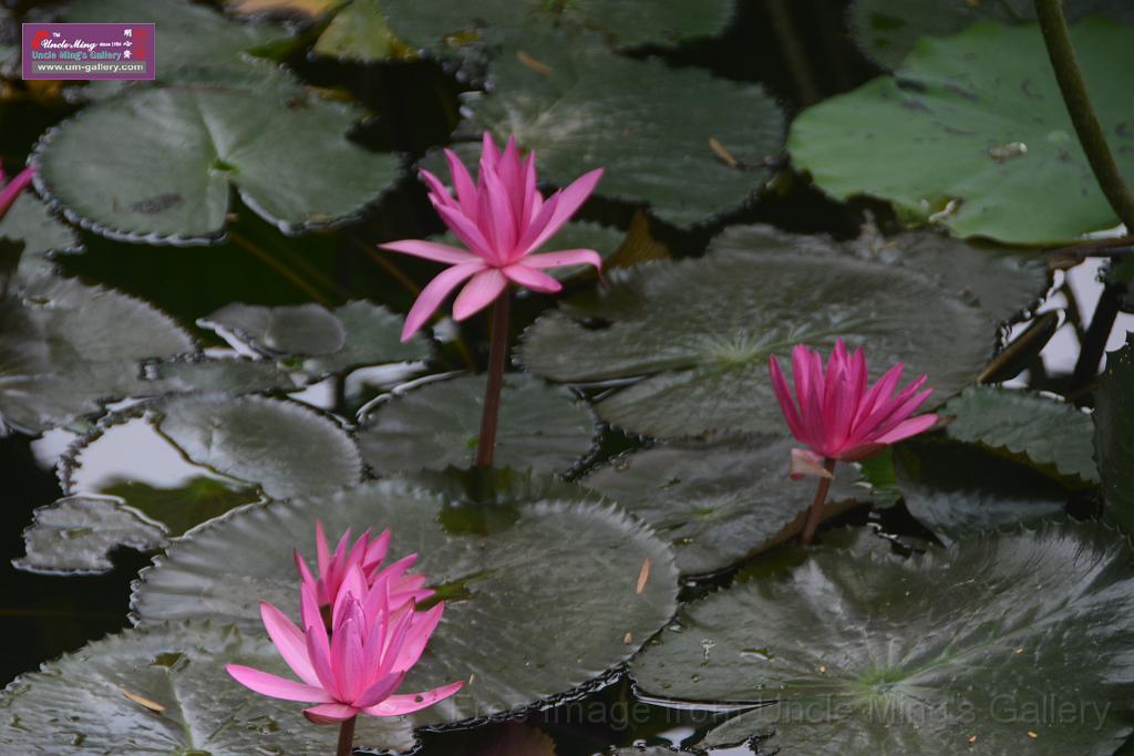 20180618lotus-hunghu_DSC_1563.JPG