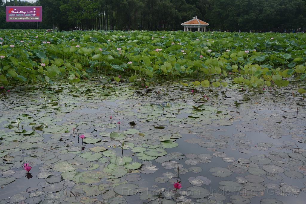 20180618lotus-hunghu_DSC_1579.JPG