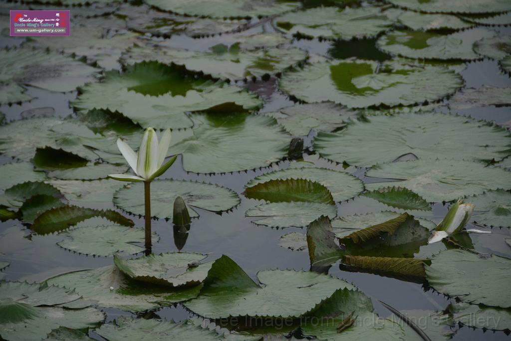 20180618lotus-hunghu_DSC_1580.JPG