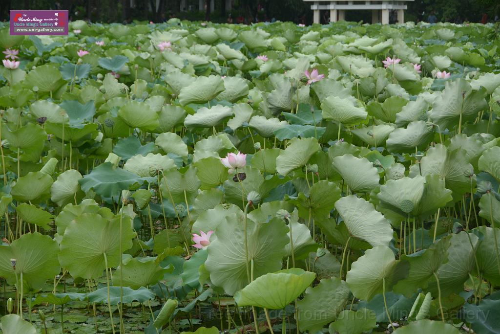 20180618lotus-hunghu_DSC_1583.JPG