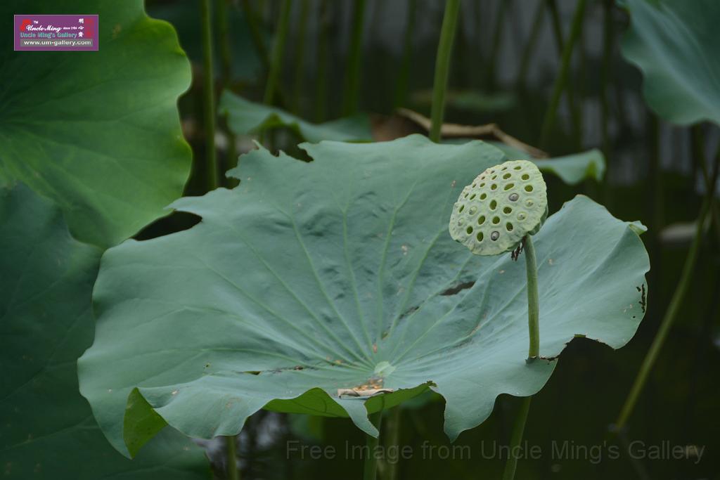 20180618lotus-hunghu_DSC_1593.JPG