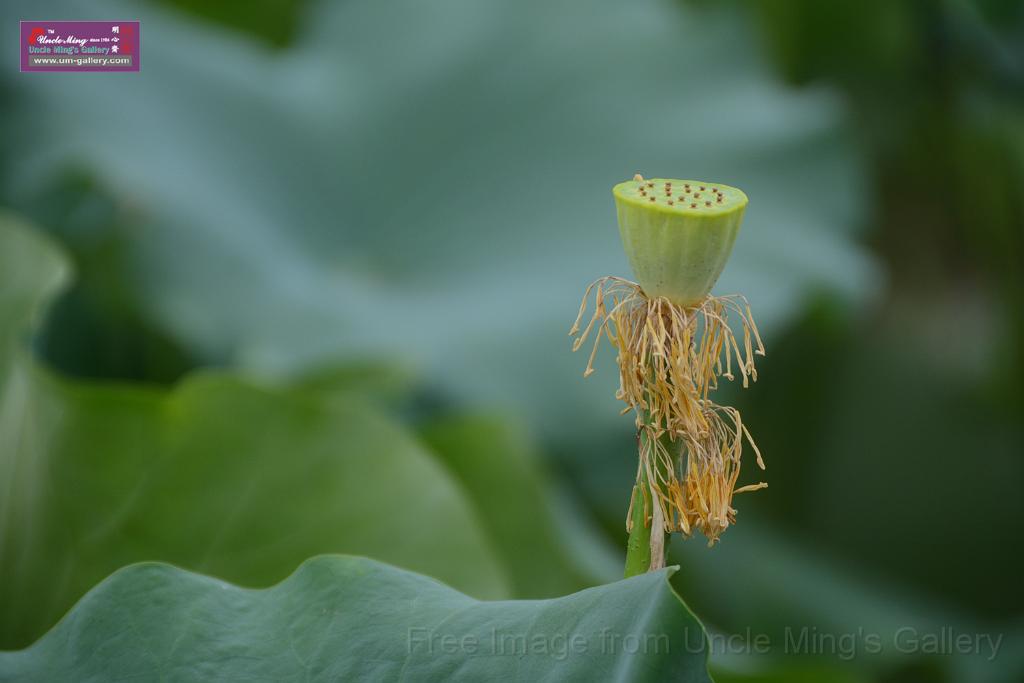 20180618lotus-hunghu_DSC_1614.JPG