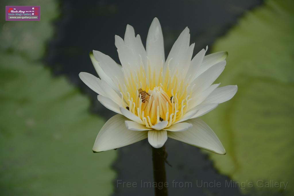 20180618lotus-hunghu_DSC_1622.JPG