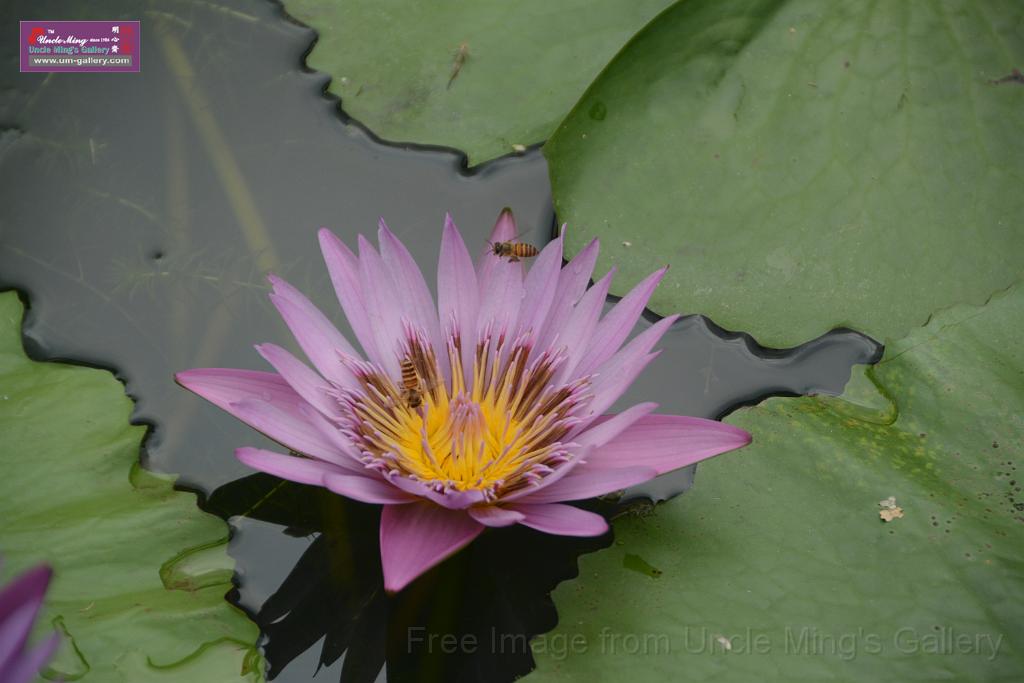 20180618lotus-hunghu_DSC_1628.JPG