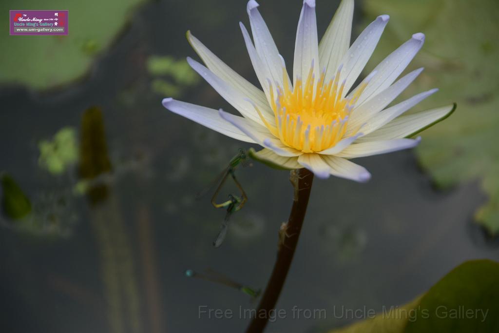 20180618lotus-hunghu_DSC_1631.JPG