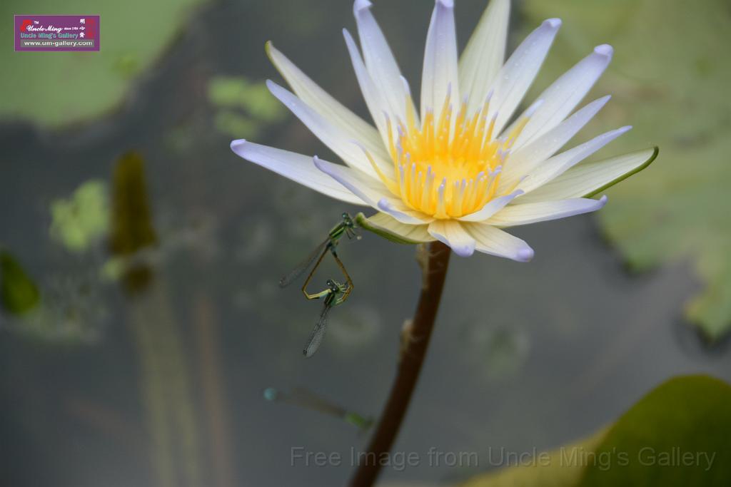 20180618lotus-hunghu_DSC_1632.JPG