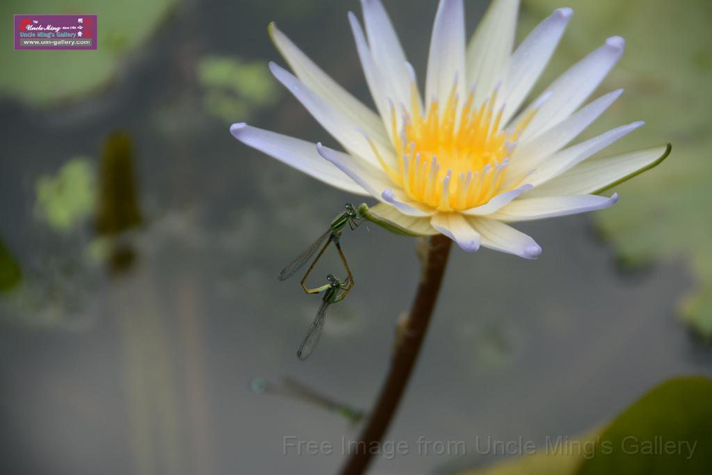 20180618lotus-hunghu_DSC_1633.JPG