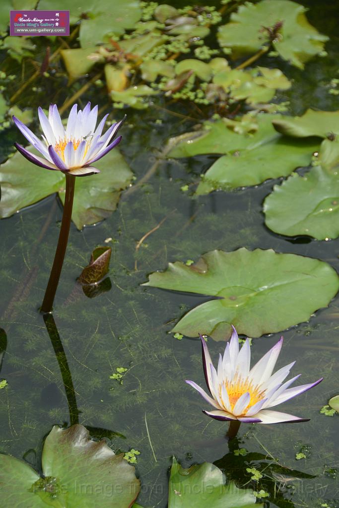 20180618lotus-hunghu_DSC_1636.JPG