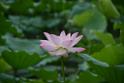 20180618lotus-hunghu_DSC_1546