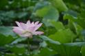 20180618lotus-hunghu_DSC_1547