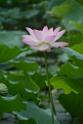 20180618lotus-hunghu_DSC_1548