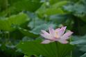 20180618lotus-hunghu_DSC_1550