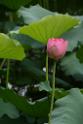 20180618lotus-hunghu_DSC_1554