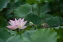 20180618lotus-hunghu_DSC_1591