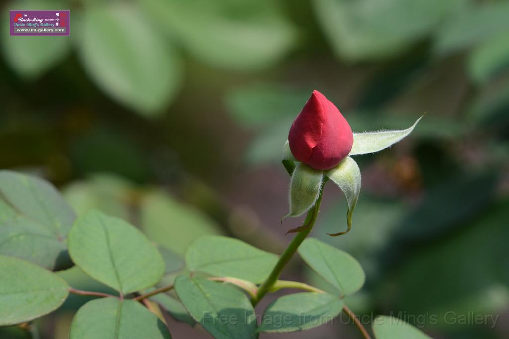 20180401flowers-taipo-park_DSC_1163.JPG