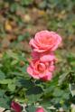 20180401flowers-taipo-park_DSC_1144