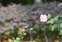 20180401flowers-taipo-park_DSC_1148