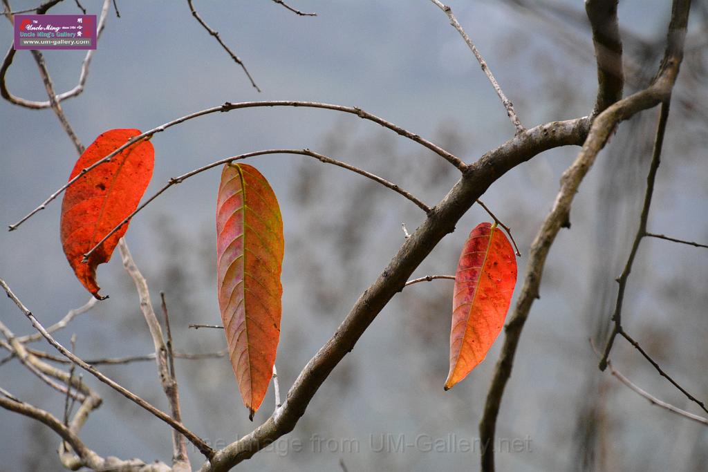 2019331sm-kadoorie-farmDSC_3981.JPG