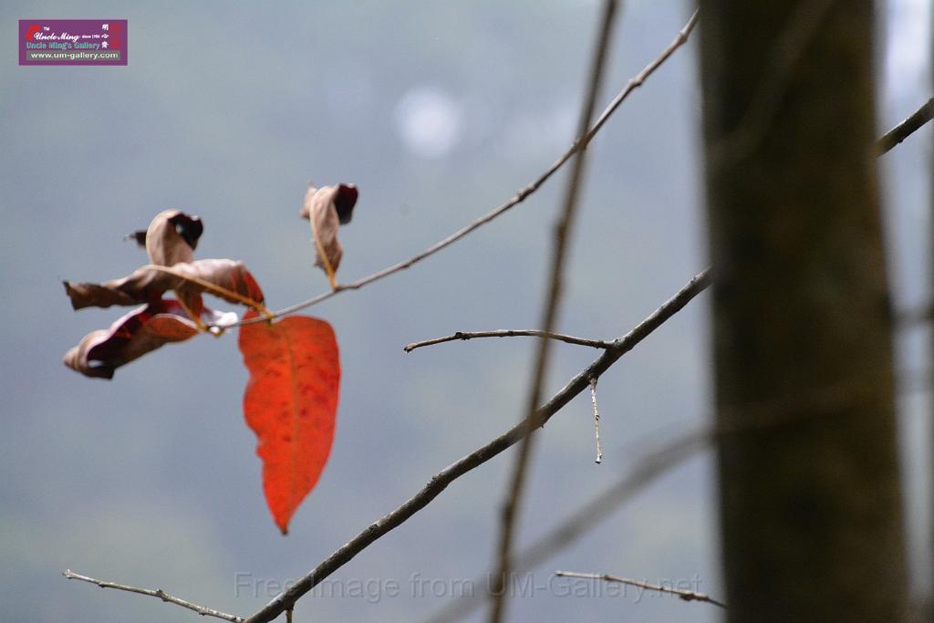 2019331sm-kadoorie-farmDSC_3982.JPG