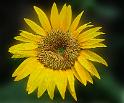 2014sunflower-118x98in