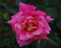 07rose01_96x78in_web