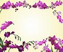 orchid_compose1c_xlp_preview