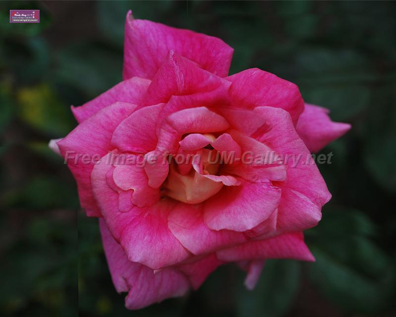 07rose01_96x78in_web.jpg